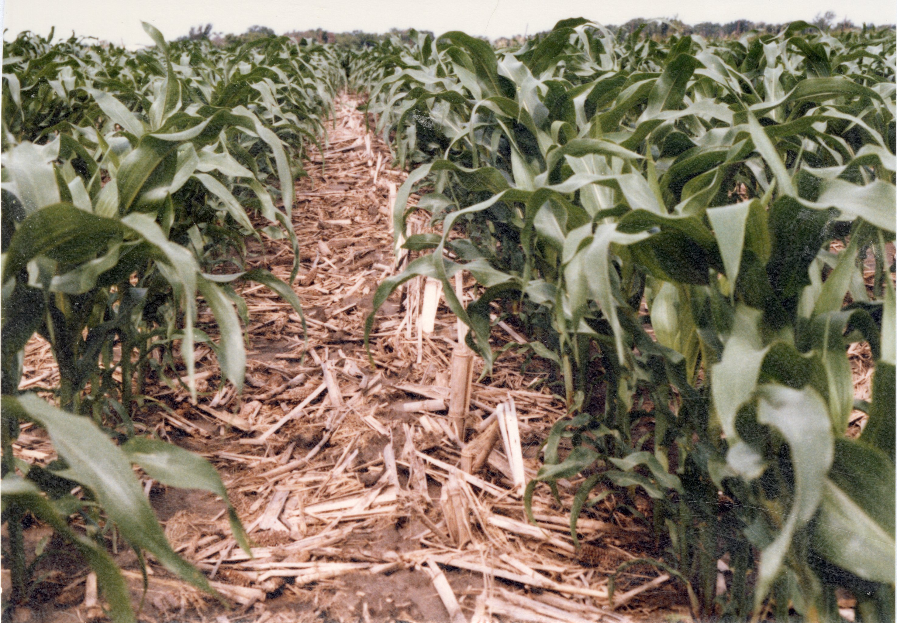 1990 No-till corn