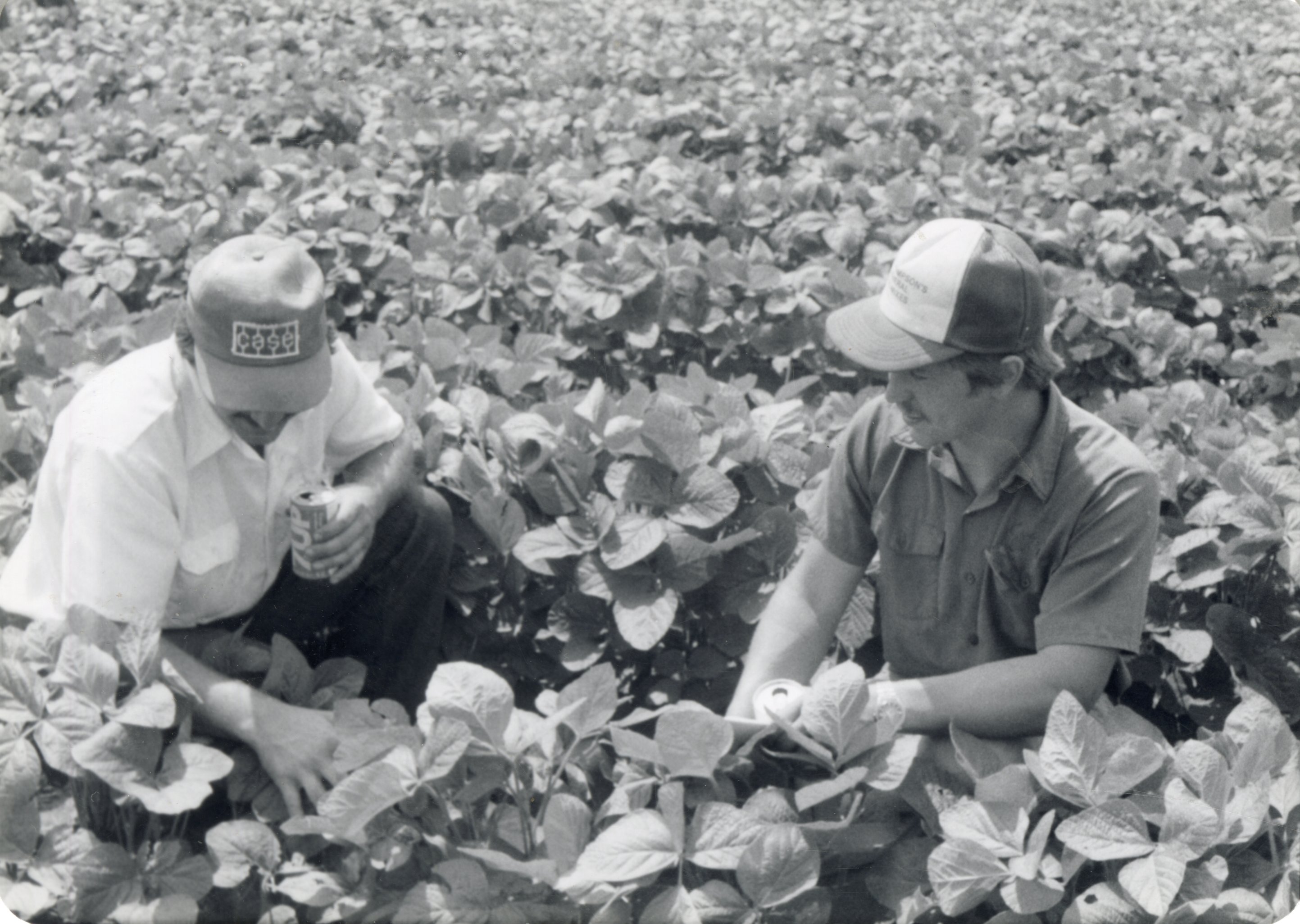 Two men kneeling in bean field talk