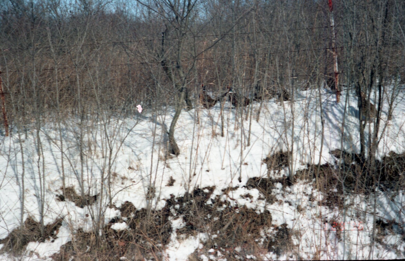 Pheasants in snowy field