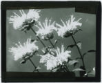 Monarda fistulosa (Bee balm)