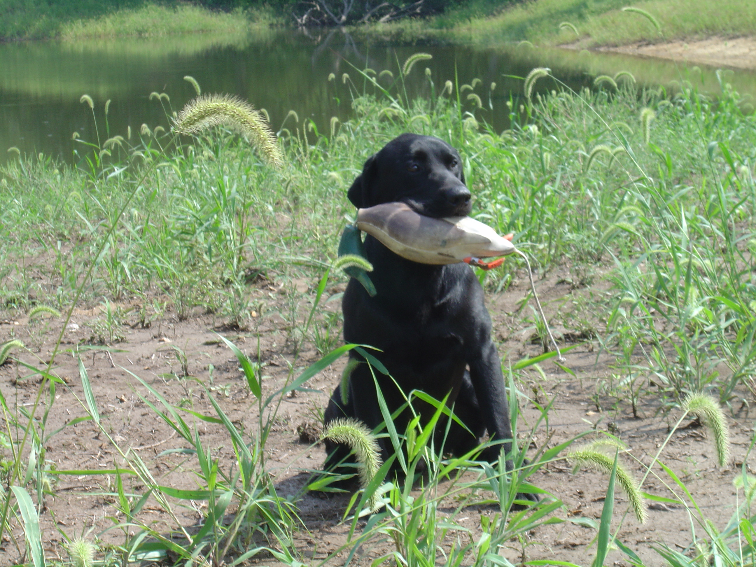 2007 Jack Strawhacker photos of Drake the dog by pond