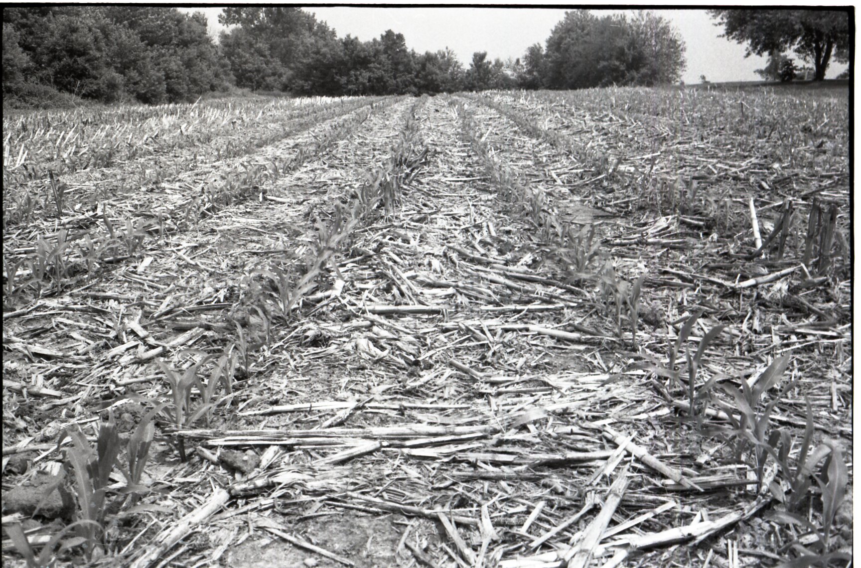 1977  No-till corn field in Mediapolis by the high school