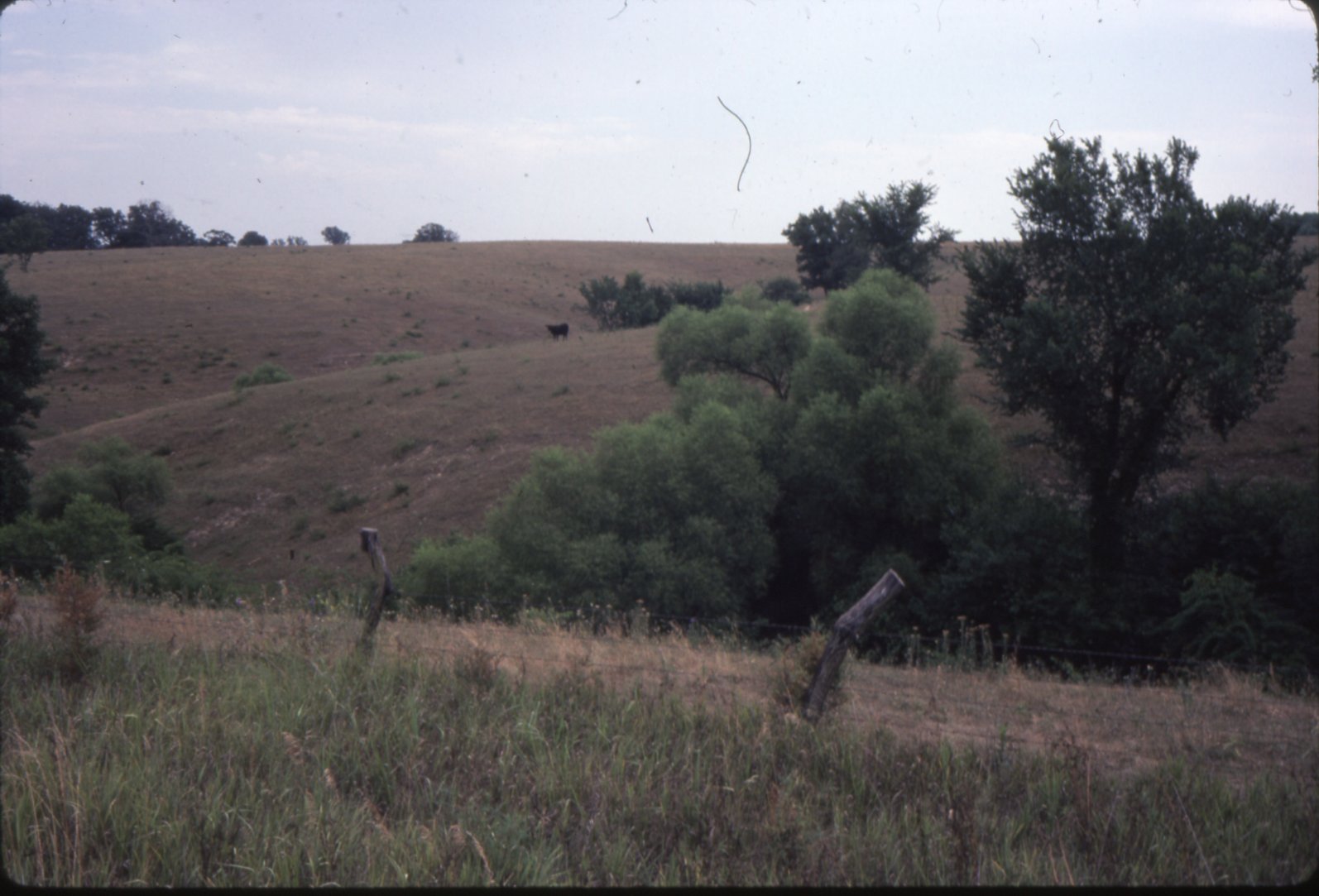 Rolling farmland with livestock