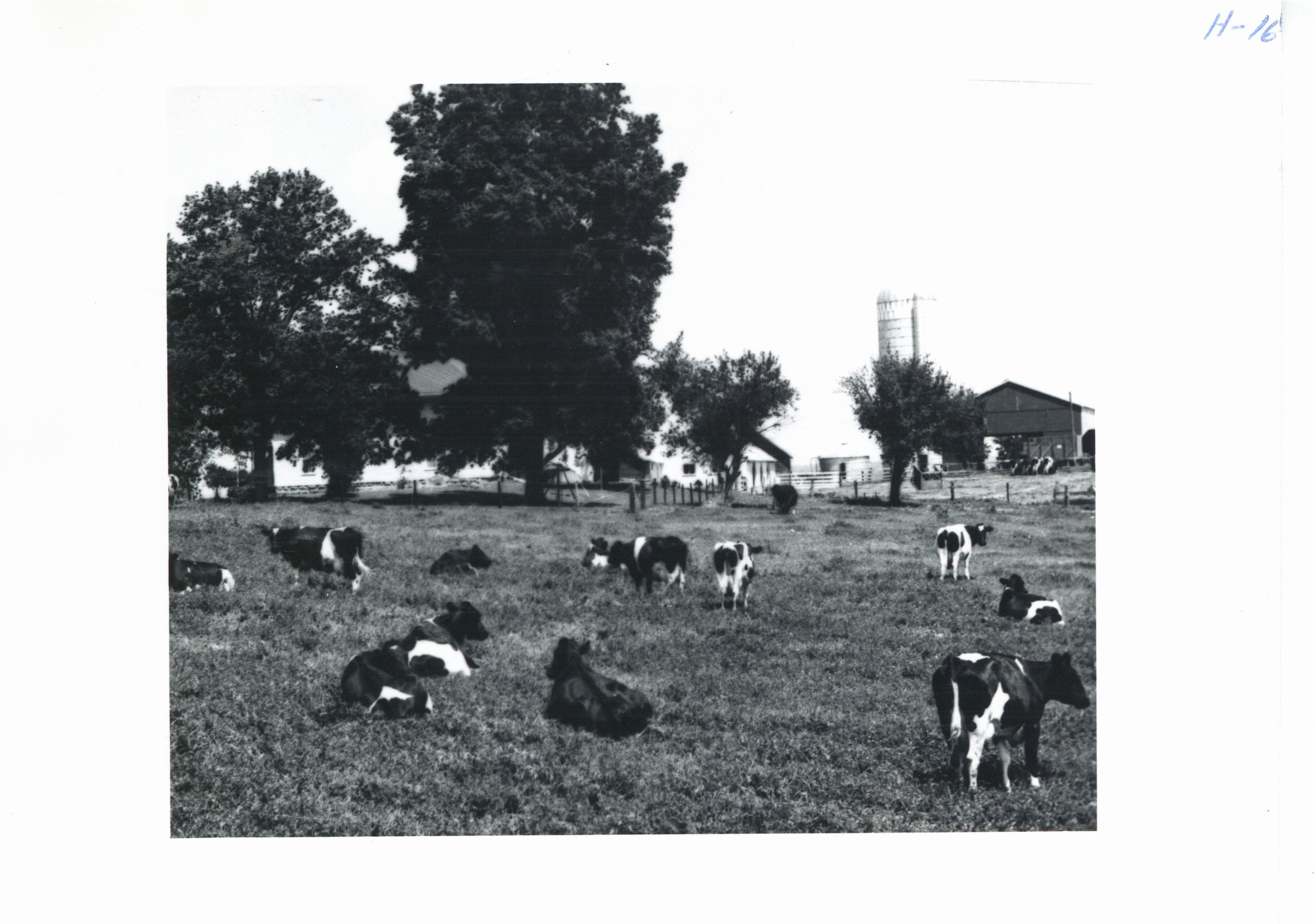 Livestock grazing on alfalfa-brome pasture on Lyle Felten farm, 1965