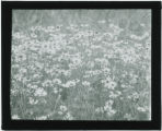 Erigeron strigosus (Daisy)