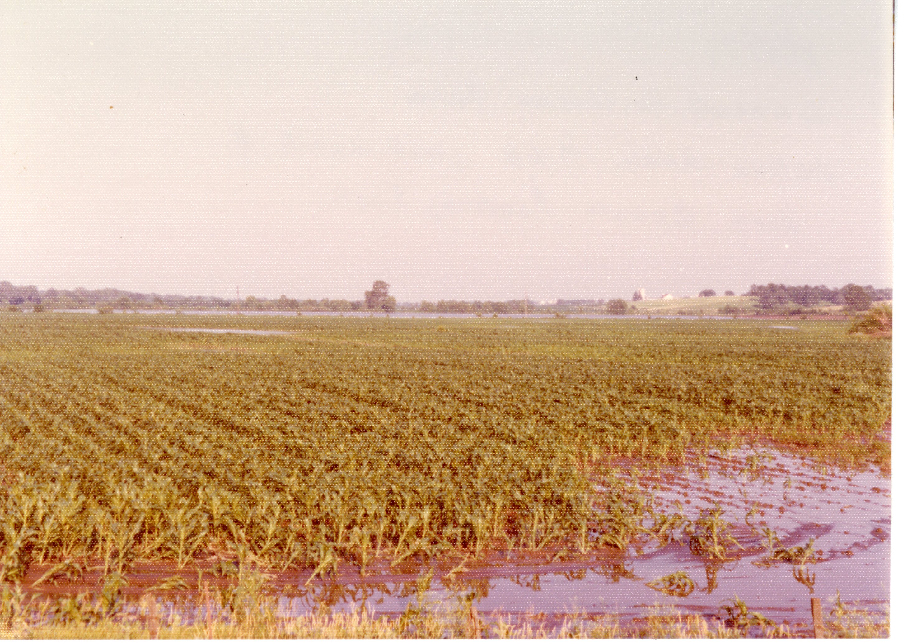 Cornfield After a Hard Rain