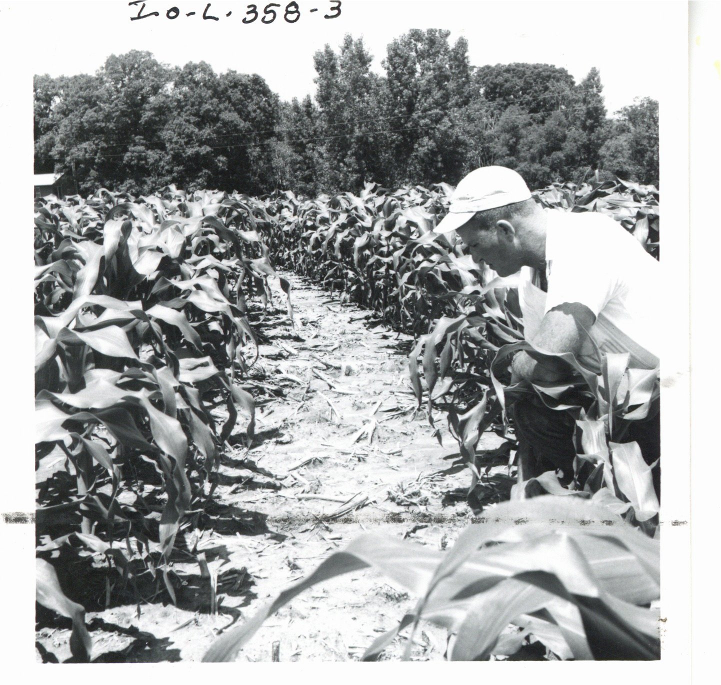 Stuart Morehead's chisel plowed contour corn