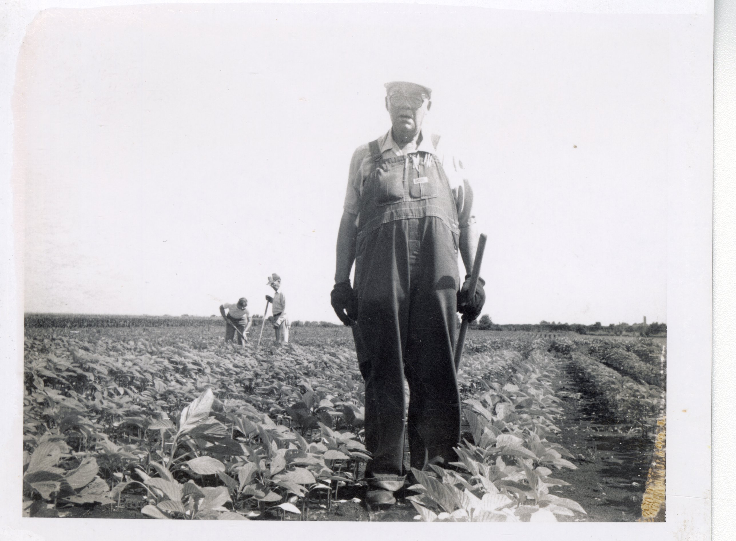 1986 Three men with hoes in amaranth grain field