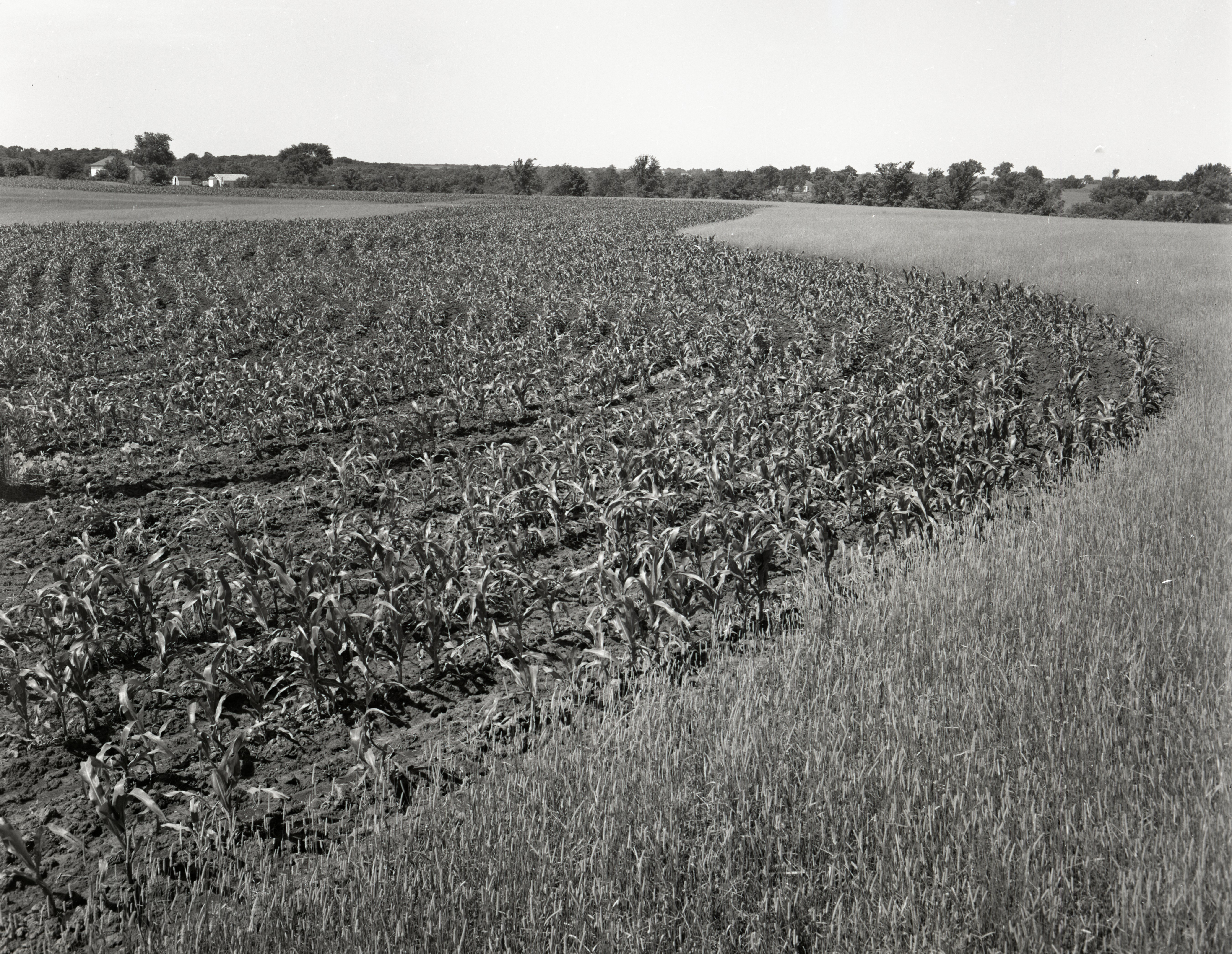Cornfield and Grass
