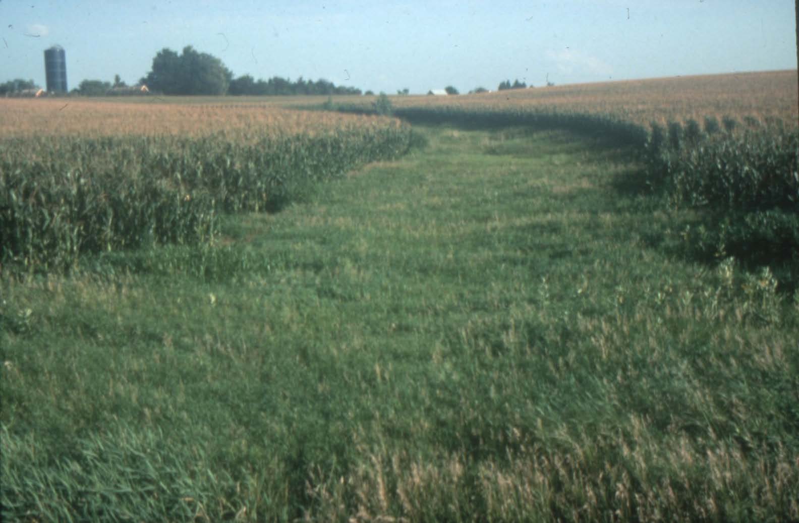 Grassy strip between corn rows 