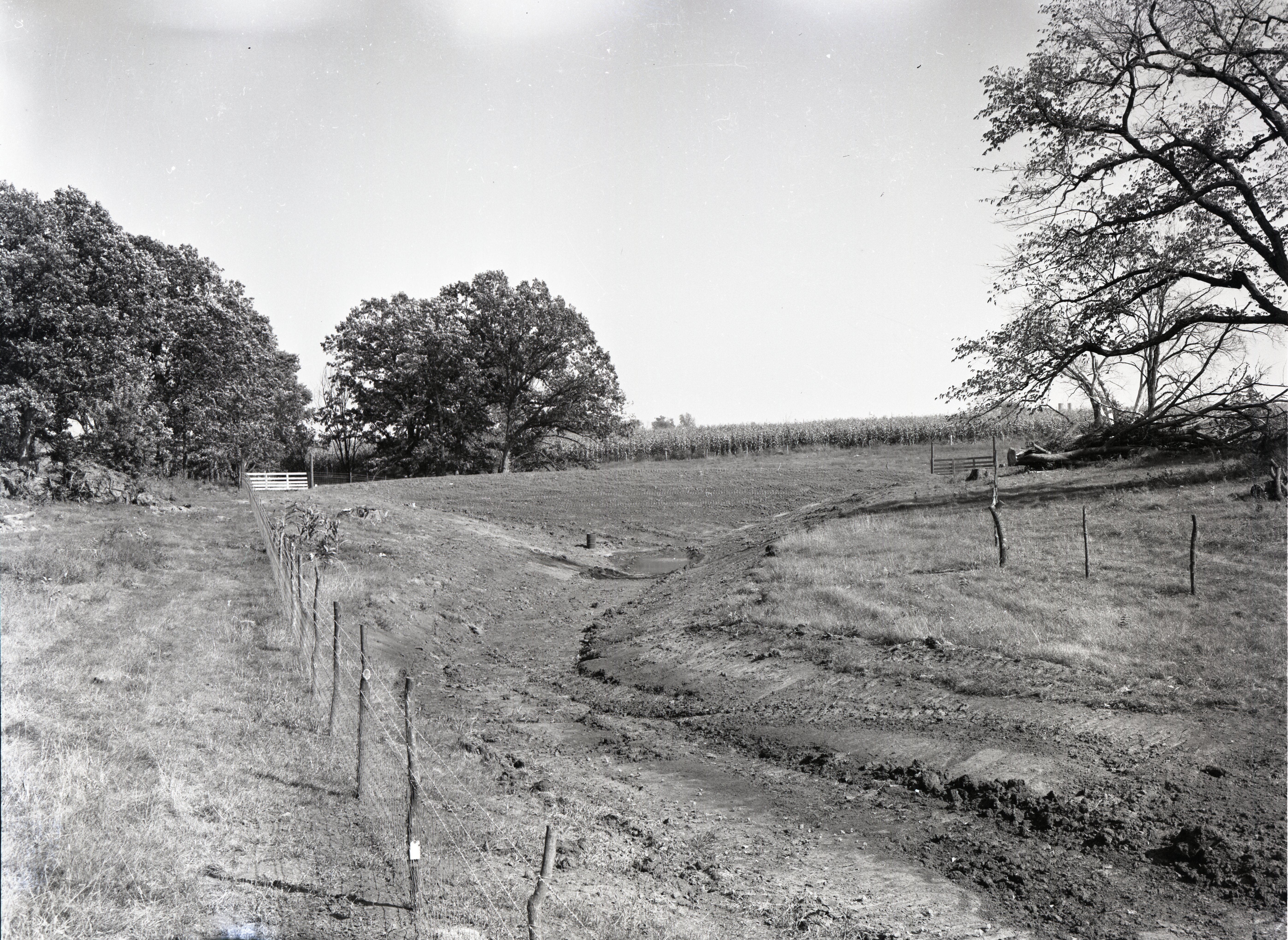 1963  Fenced field by corn and trees