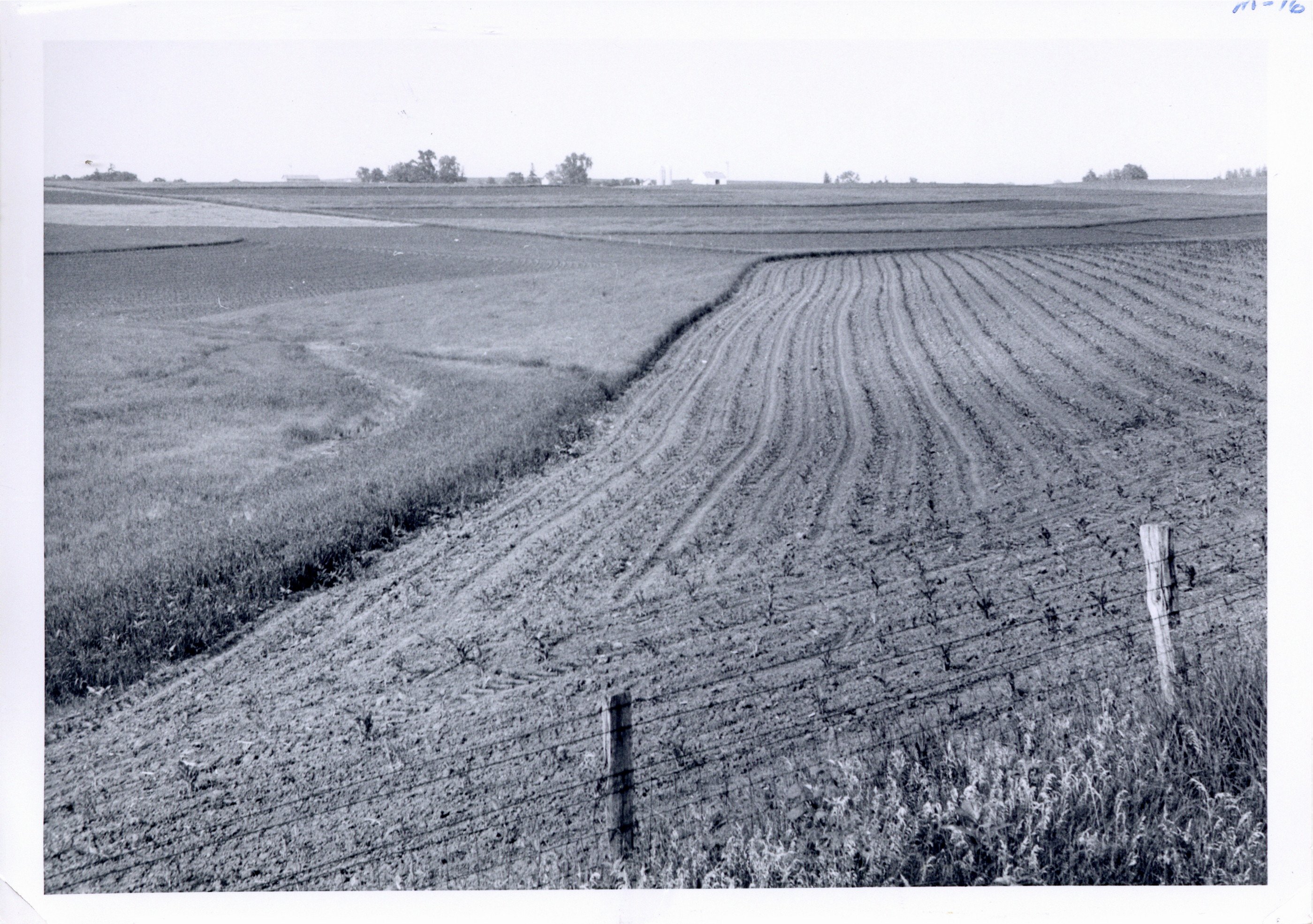 Strip cropping on Fred Moeller farm, 1960s