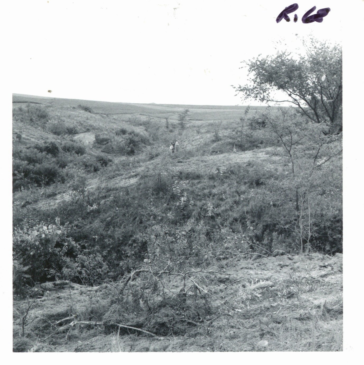 Ray Stillmunkes gully after partial clearing, 1969