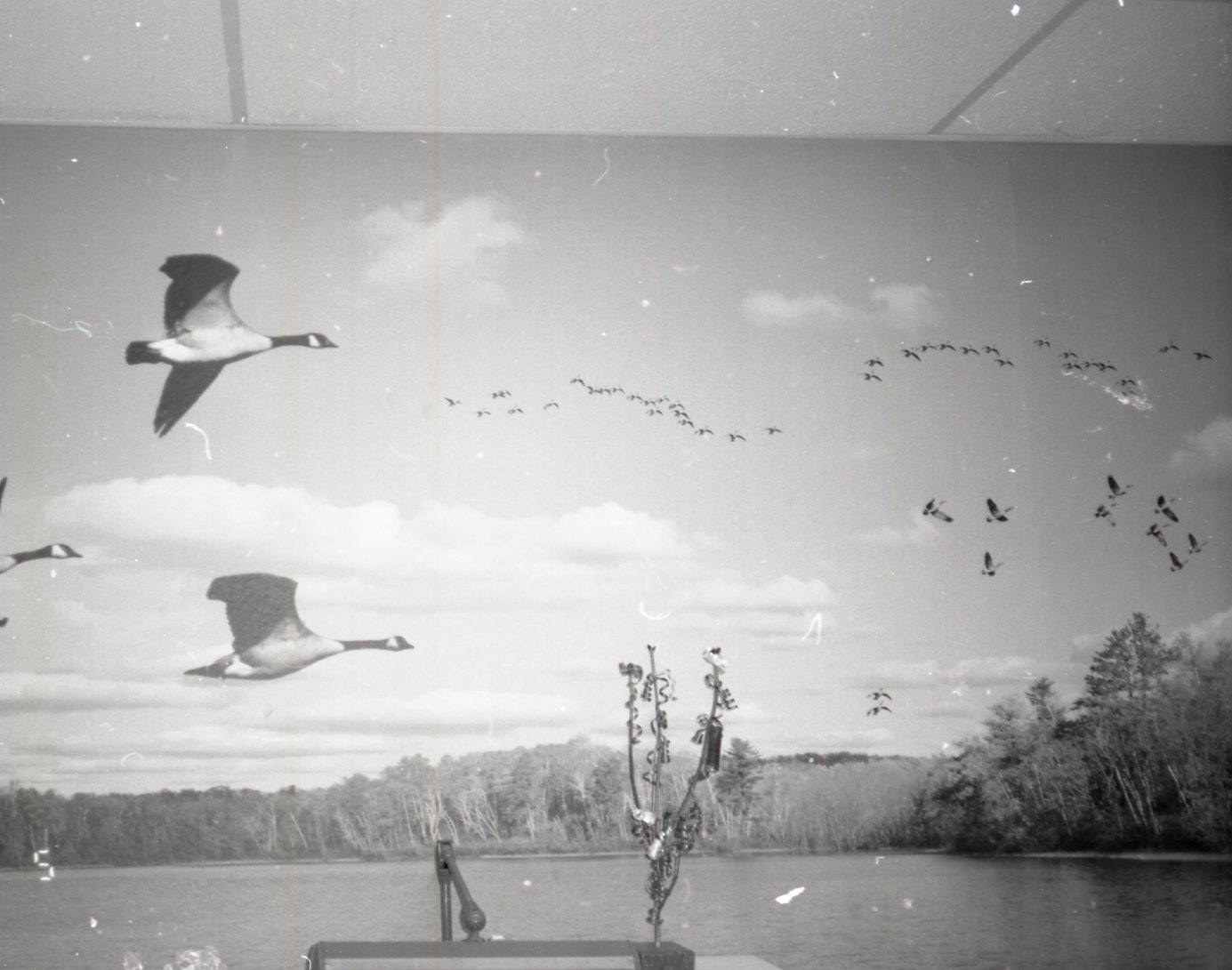 Flying duck scene in office