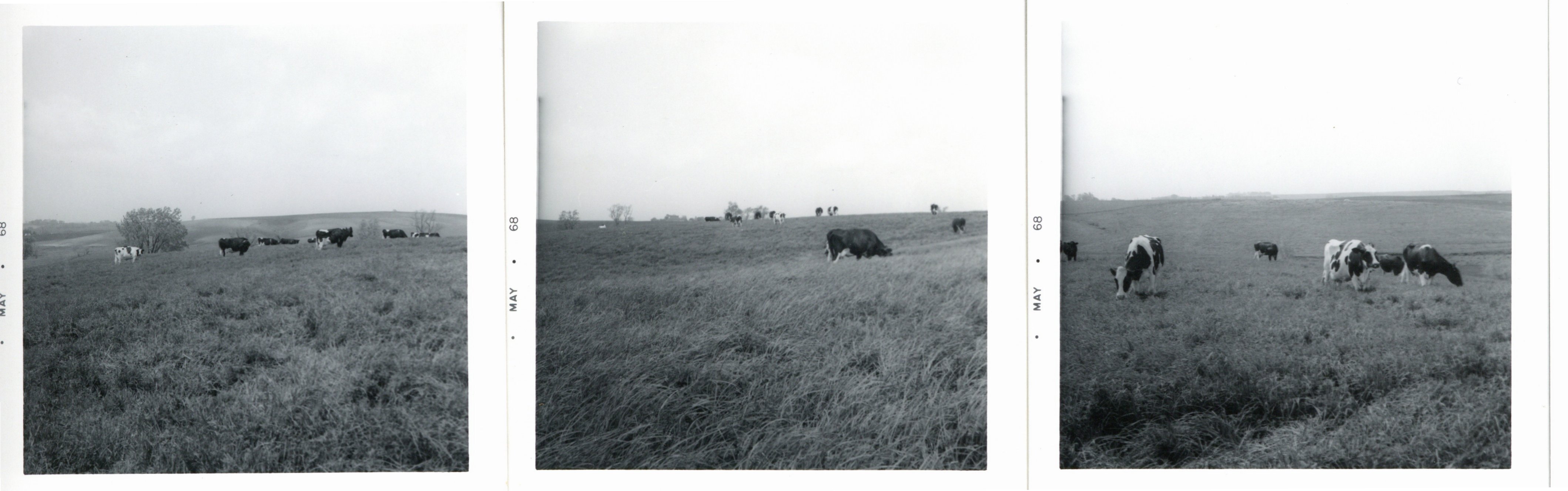 Gerlach pasture with livestock, 1968