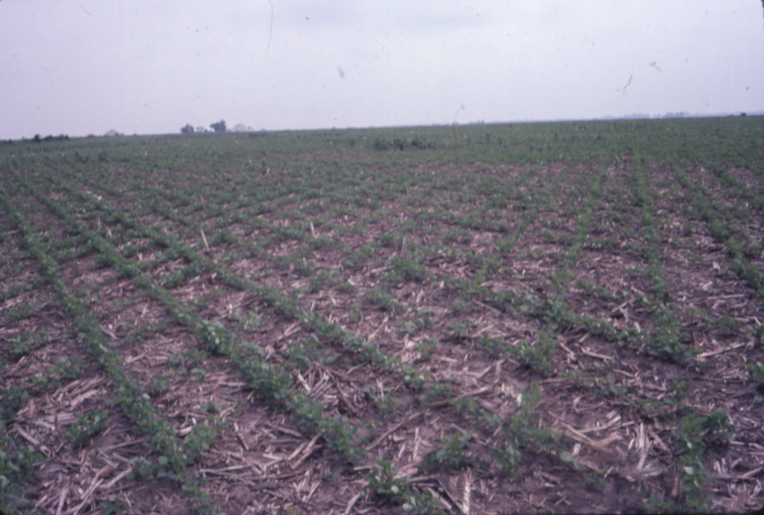 Dick Gholson no-till
