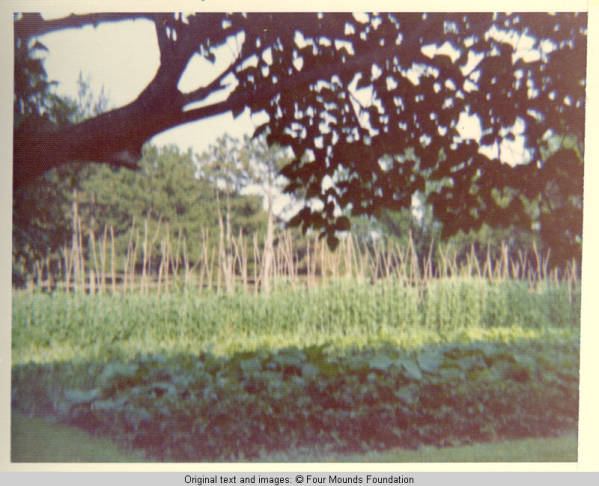 View of vibrant vegetable garden