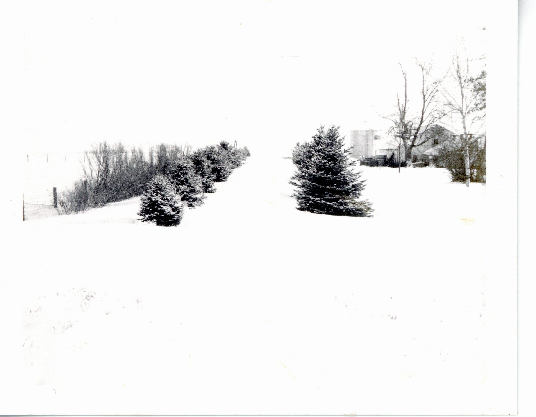 Ken Strohbehn's windbreak in winter, 1977