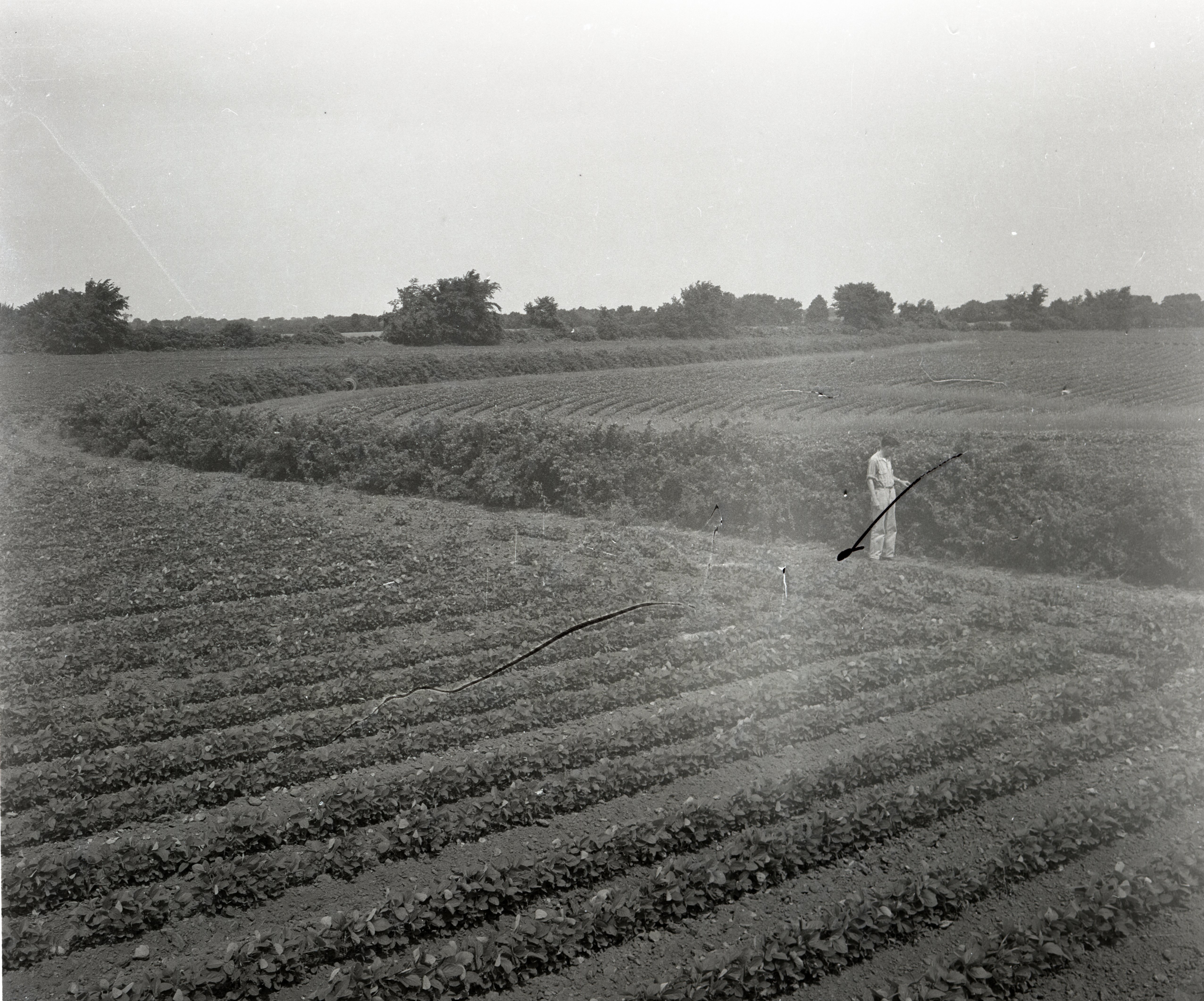 Man in Bean Field with Hand in Bushes