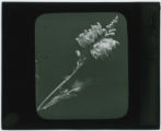Plant specimen