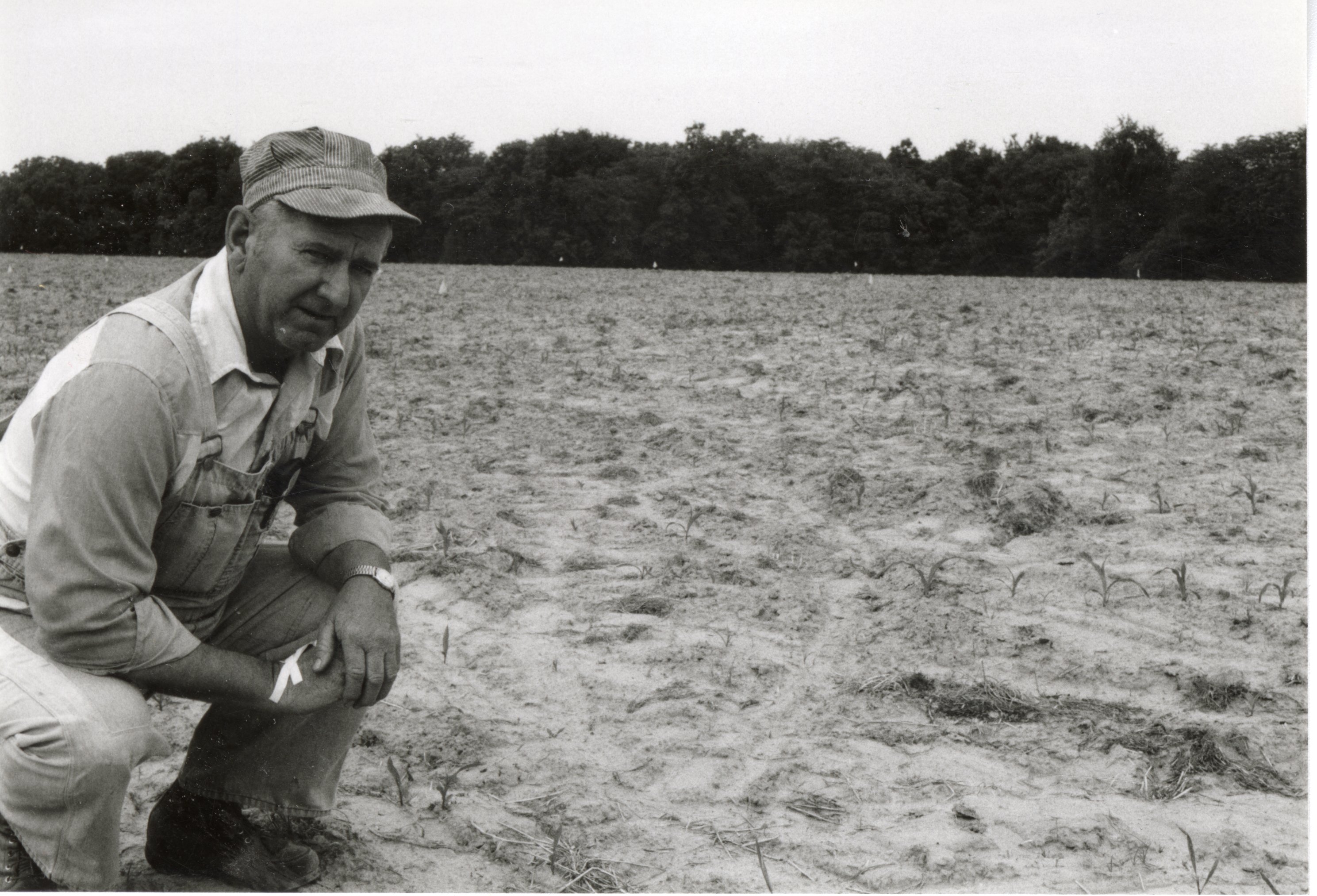 Man stoops in spindly corn