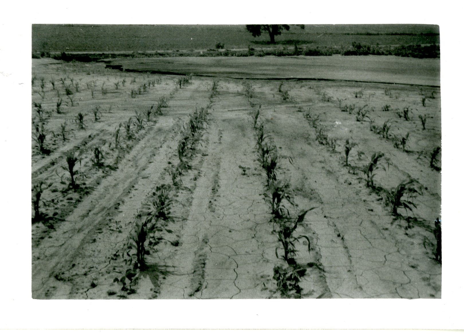 Smith Farm, 1958