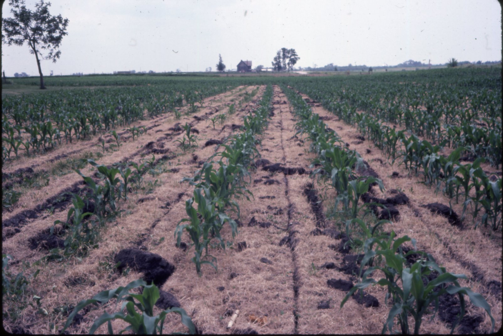 Wendell Beattie no-till corn, 1983