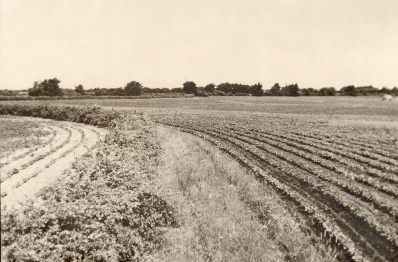 Contoured farmland with various crops