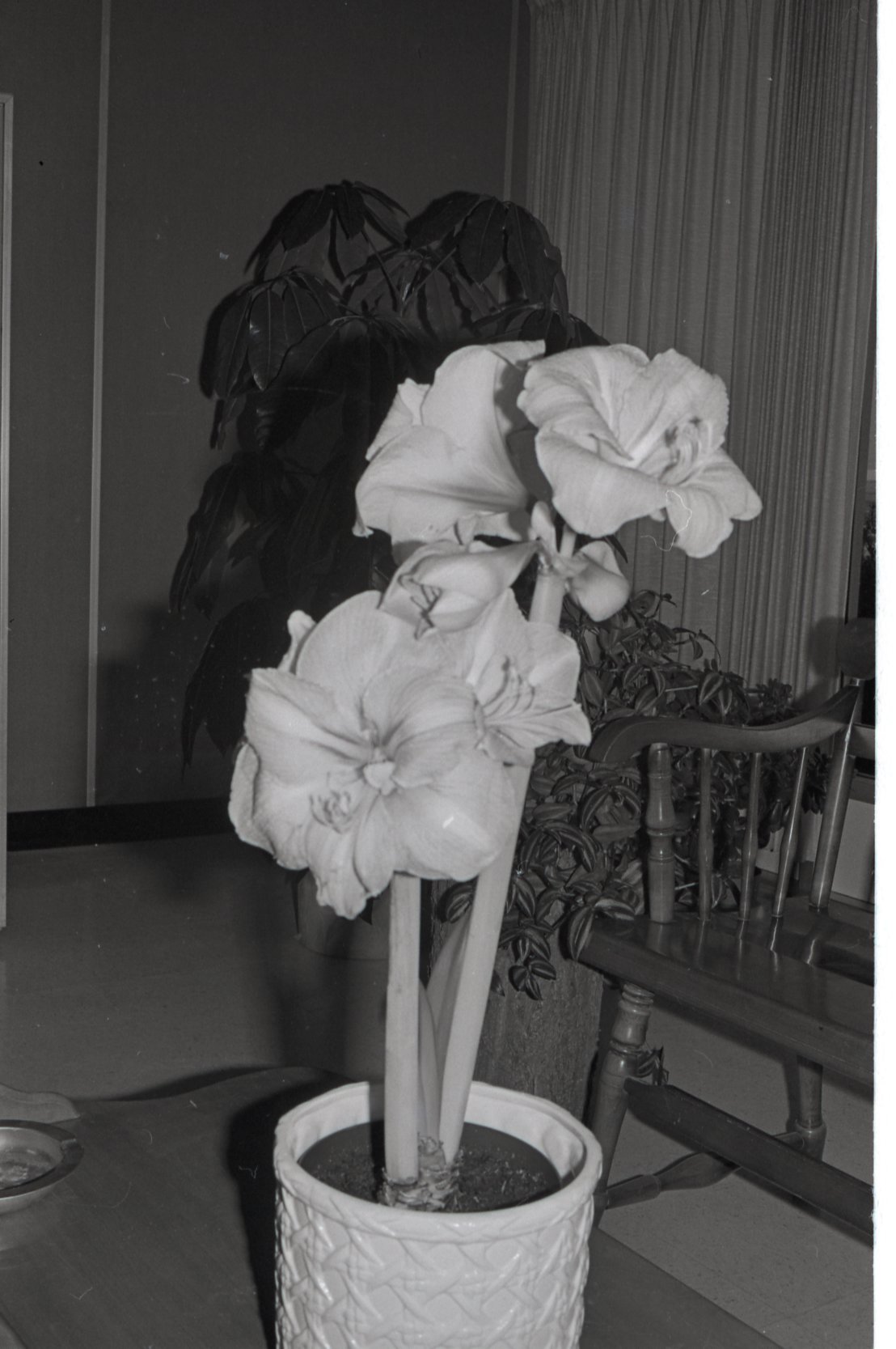 Flowers in a Pot