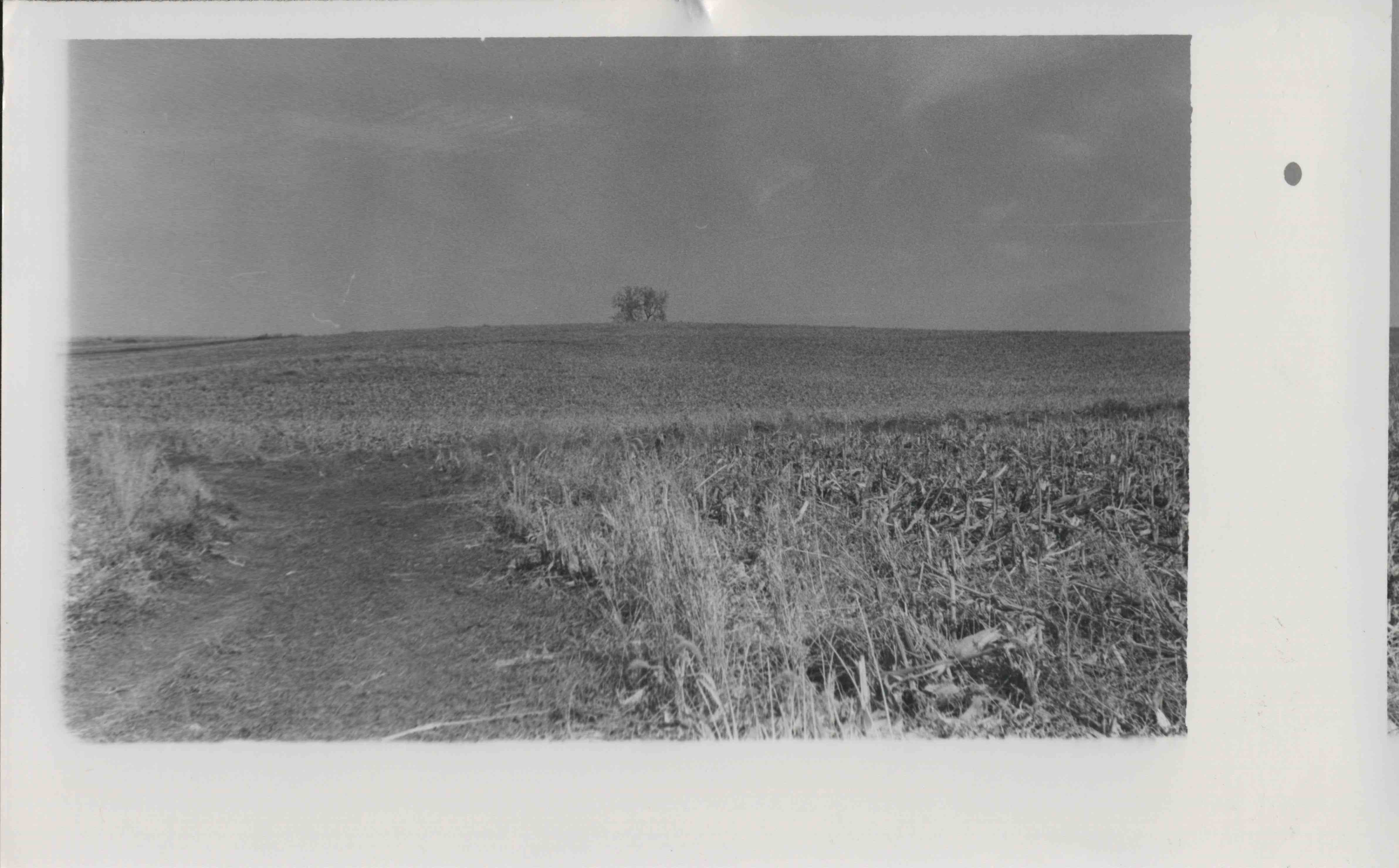 Dirt Road in Middle of field wih corn crop