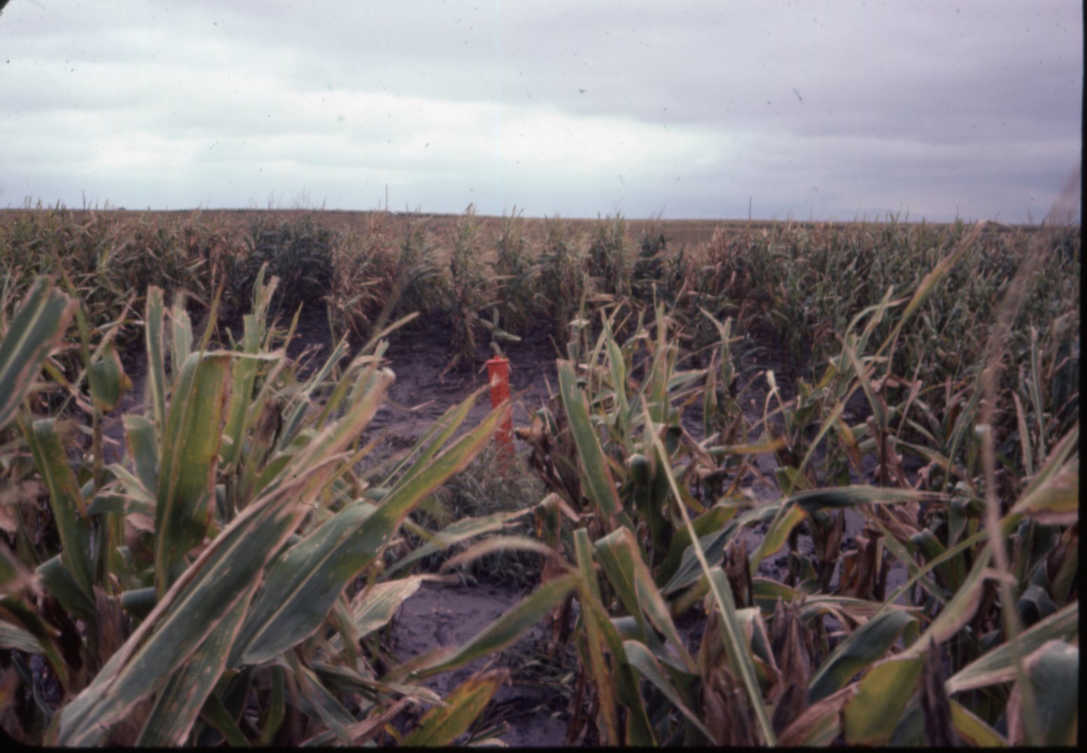 Cornfield with red post