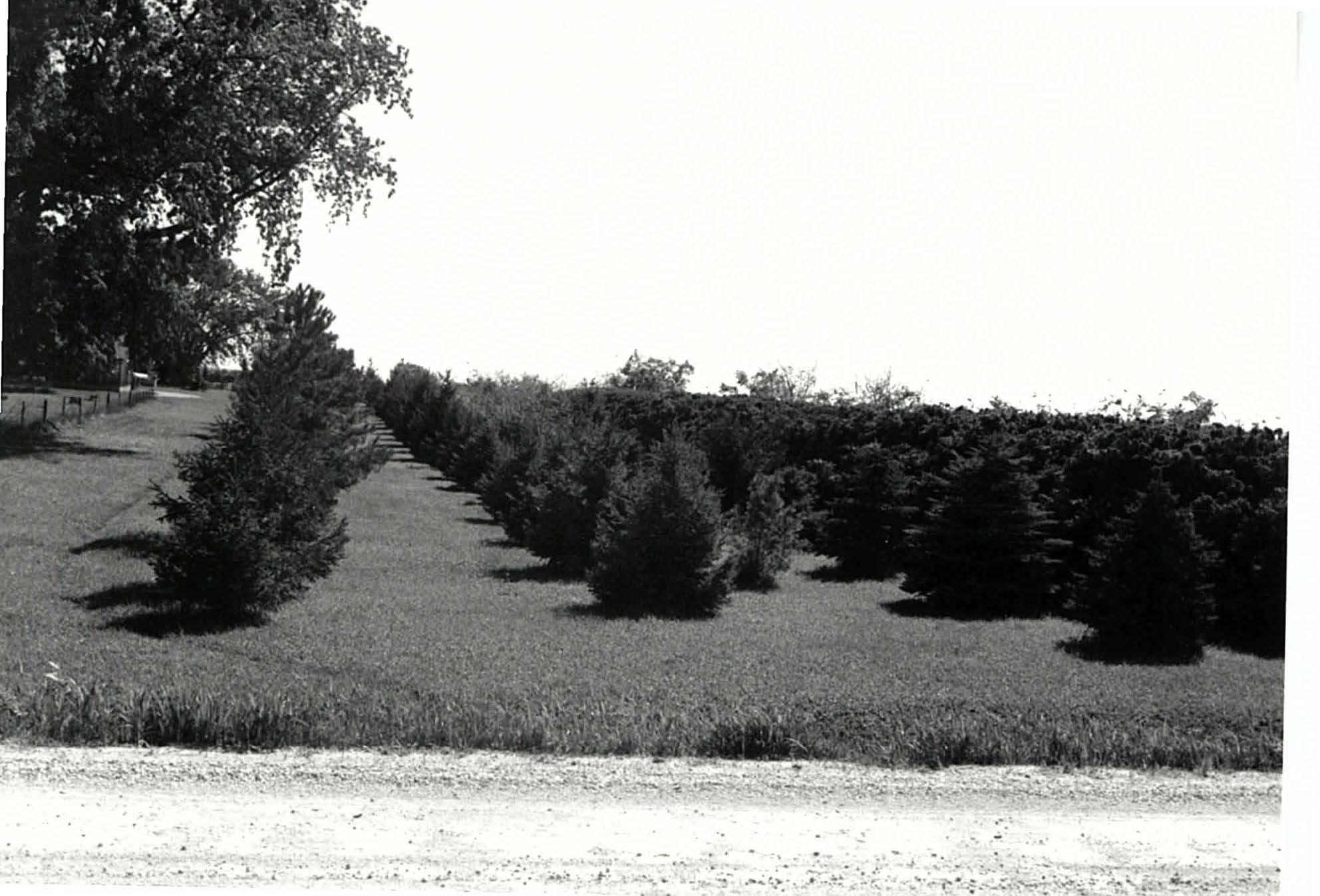 Evergreens in abundance