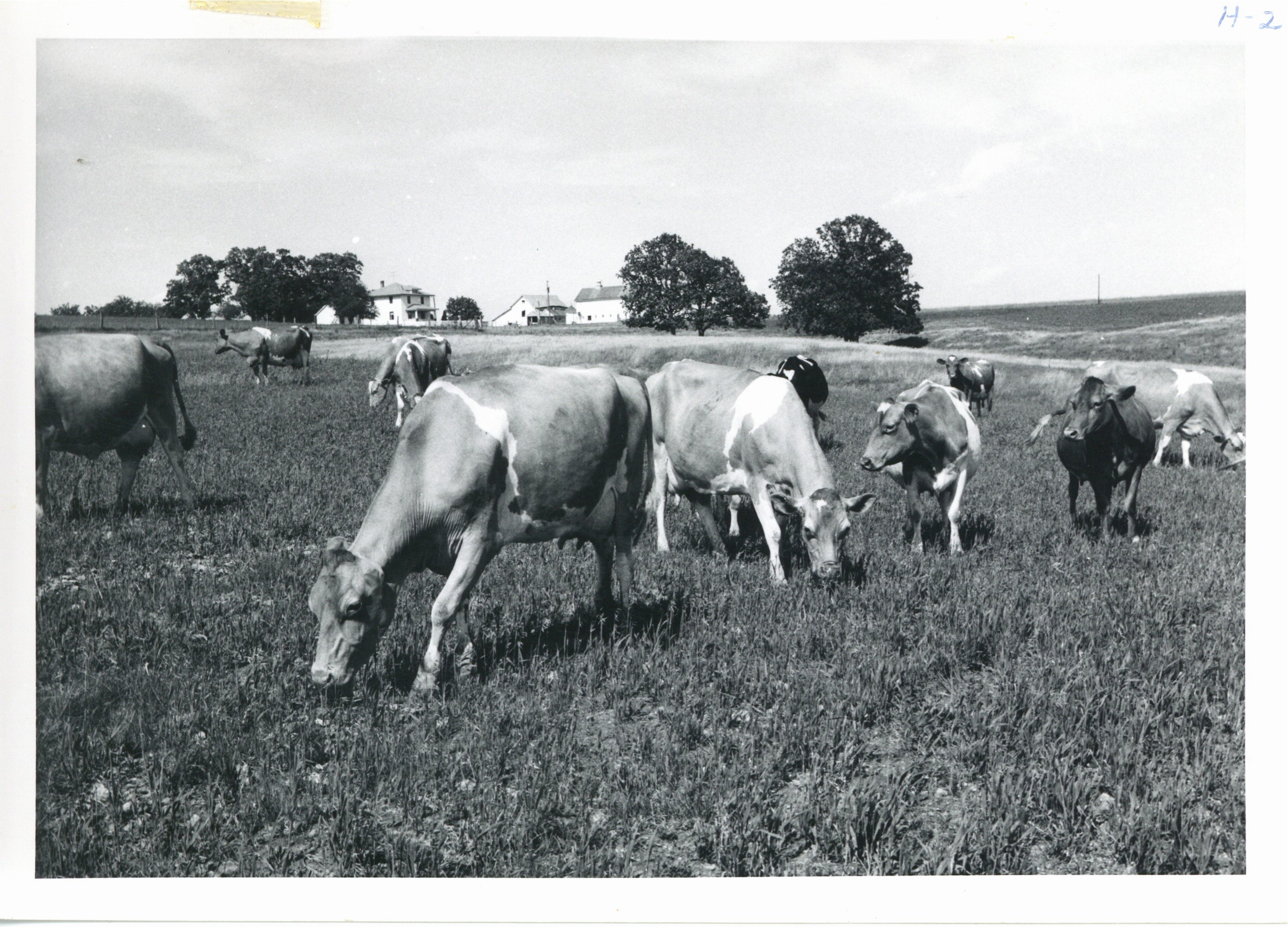 Glen Eads dairy heard grazing, 1963