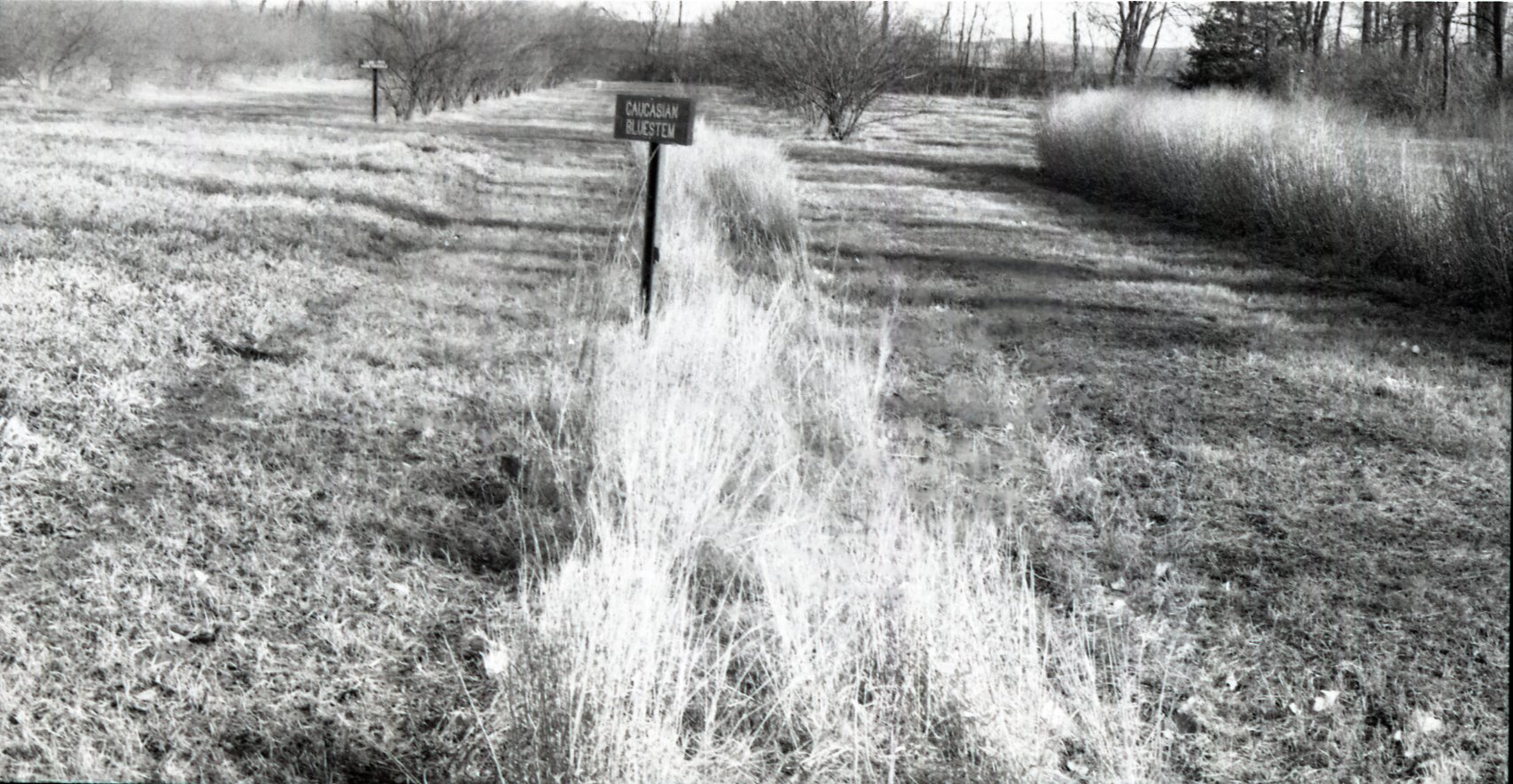 Caucasian bluestem grass