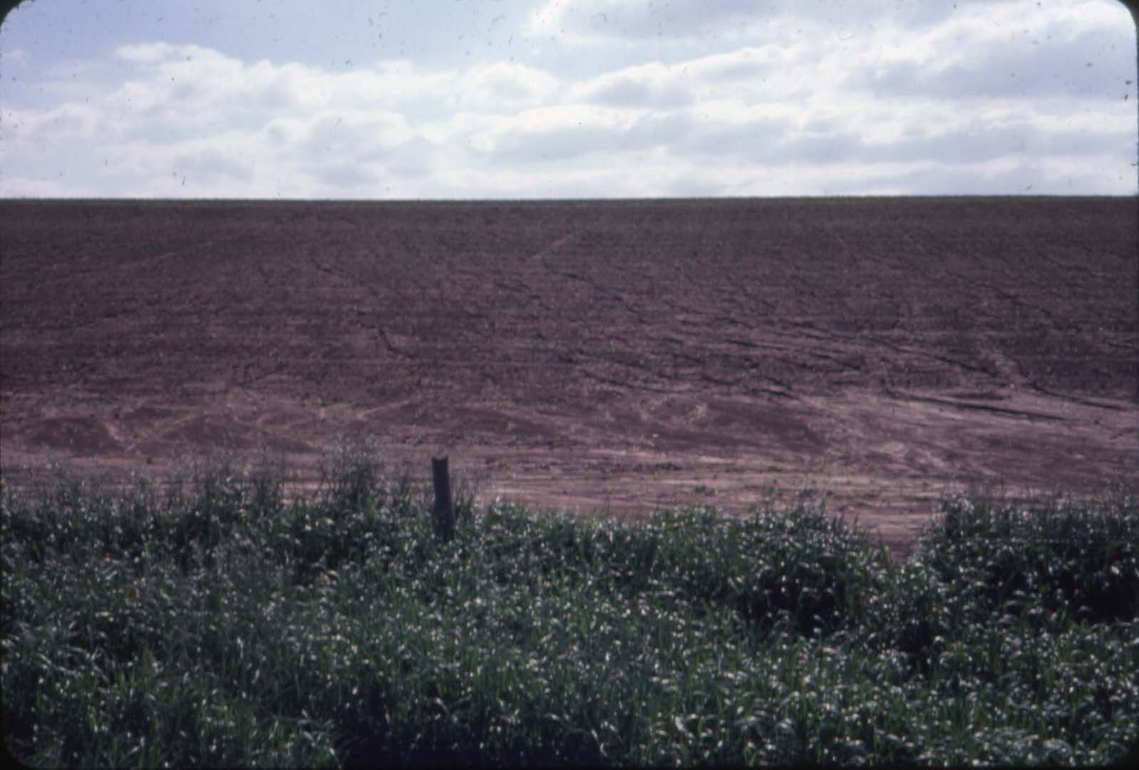 Brown field and green clover