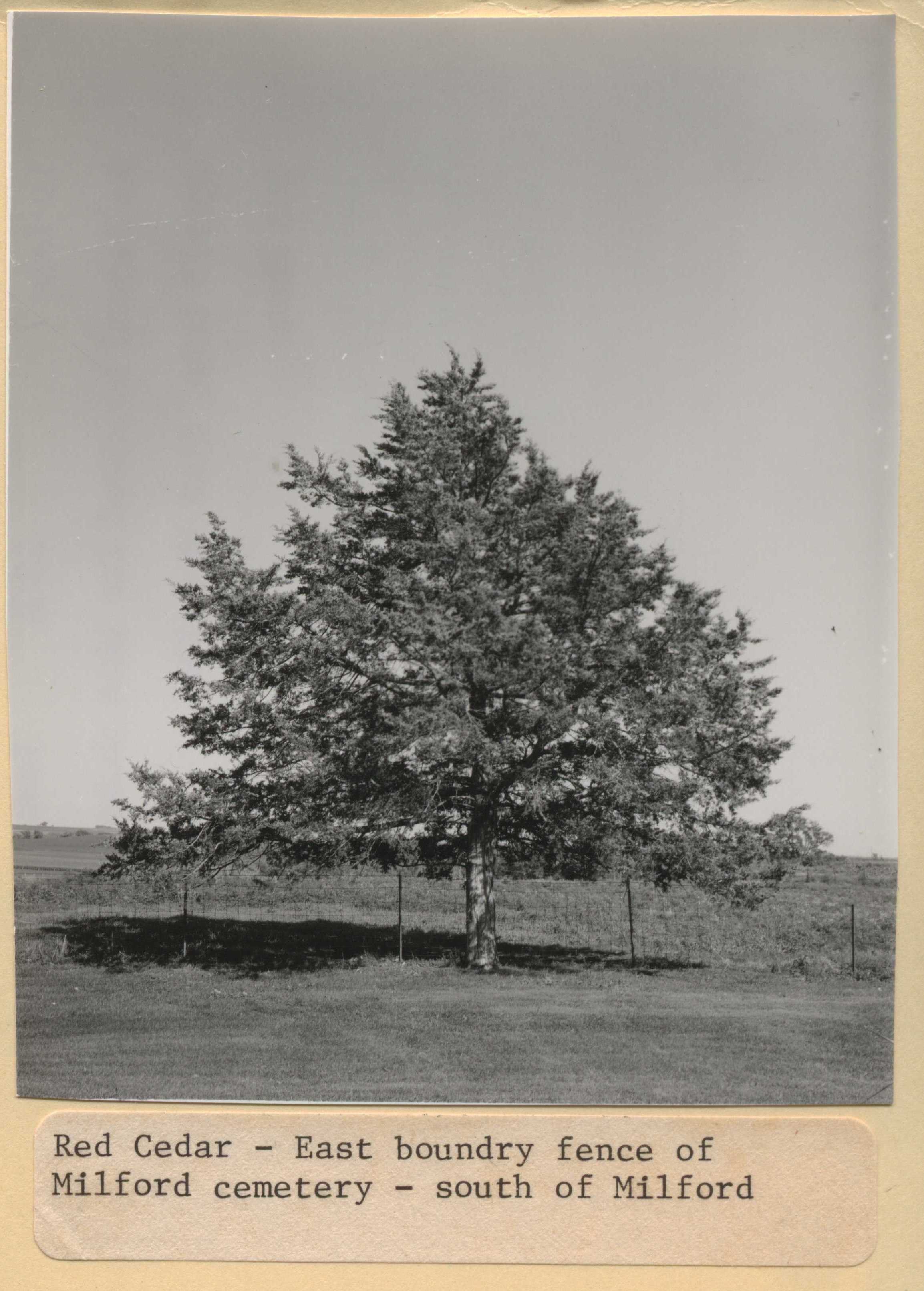 Red Cedar Tree in the Milford Cemetery Fenceline.
