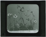 Bidens alba (Beggars tick)