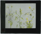 Bidens frondoasa and cernua (Leafy-bracted tickseed)