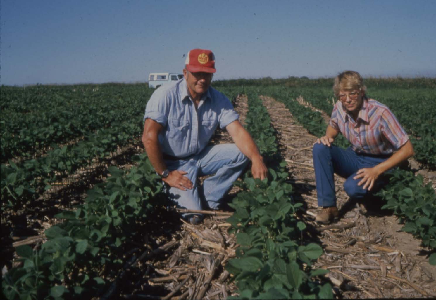 Bean field 