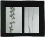 Liatris scariosa (Blazing star)