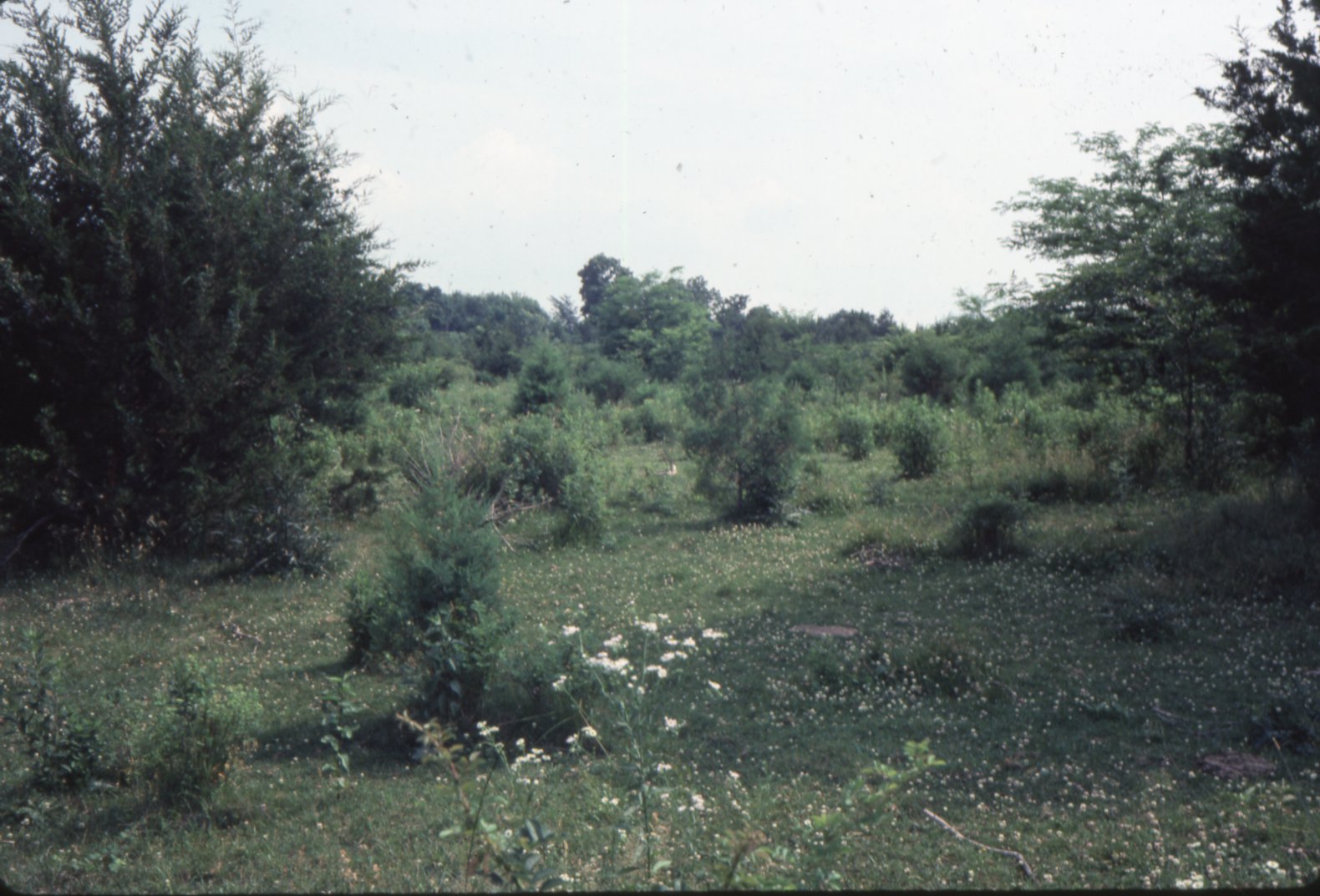 Carl Andersen's pasture, 1983