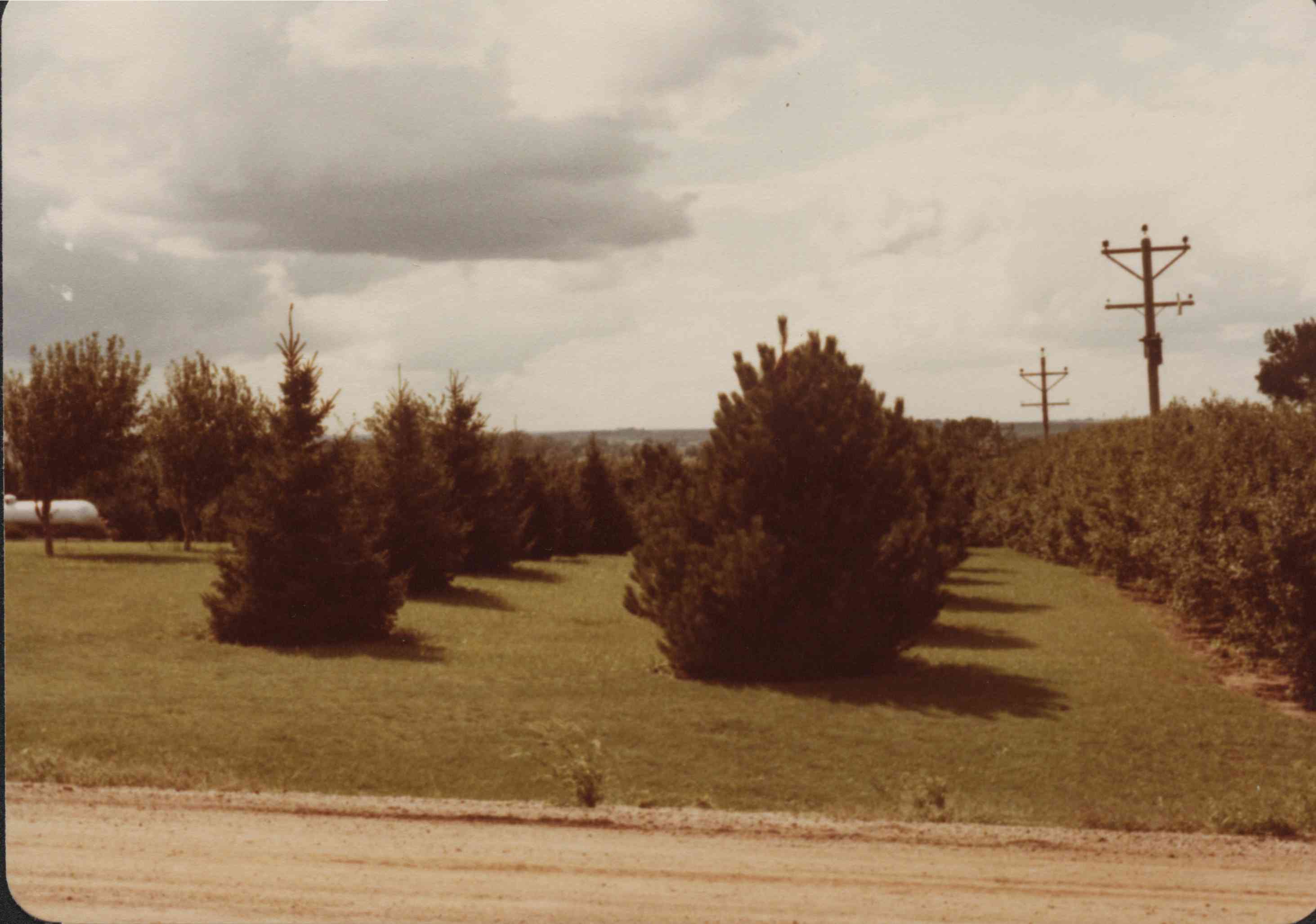 Three kinds of trees on the Gary Gearke farm