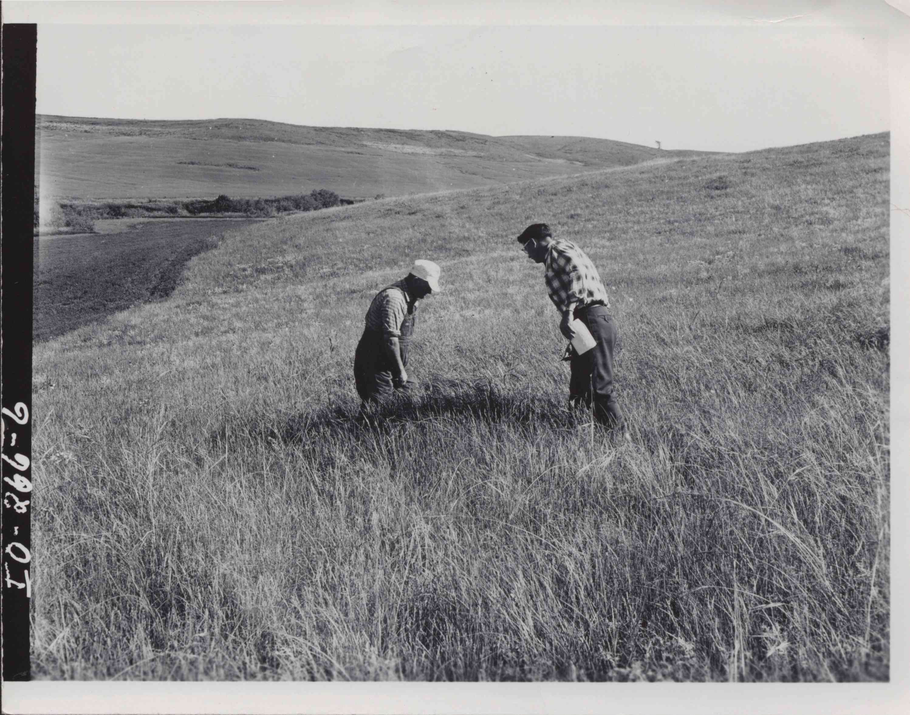 George Holmberg and property owner Lester Willams examine some native grass.