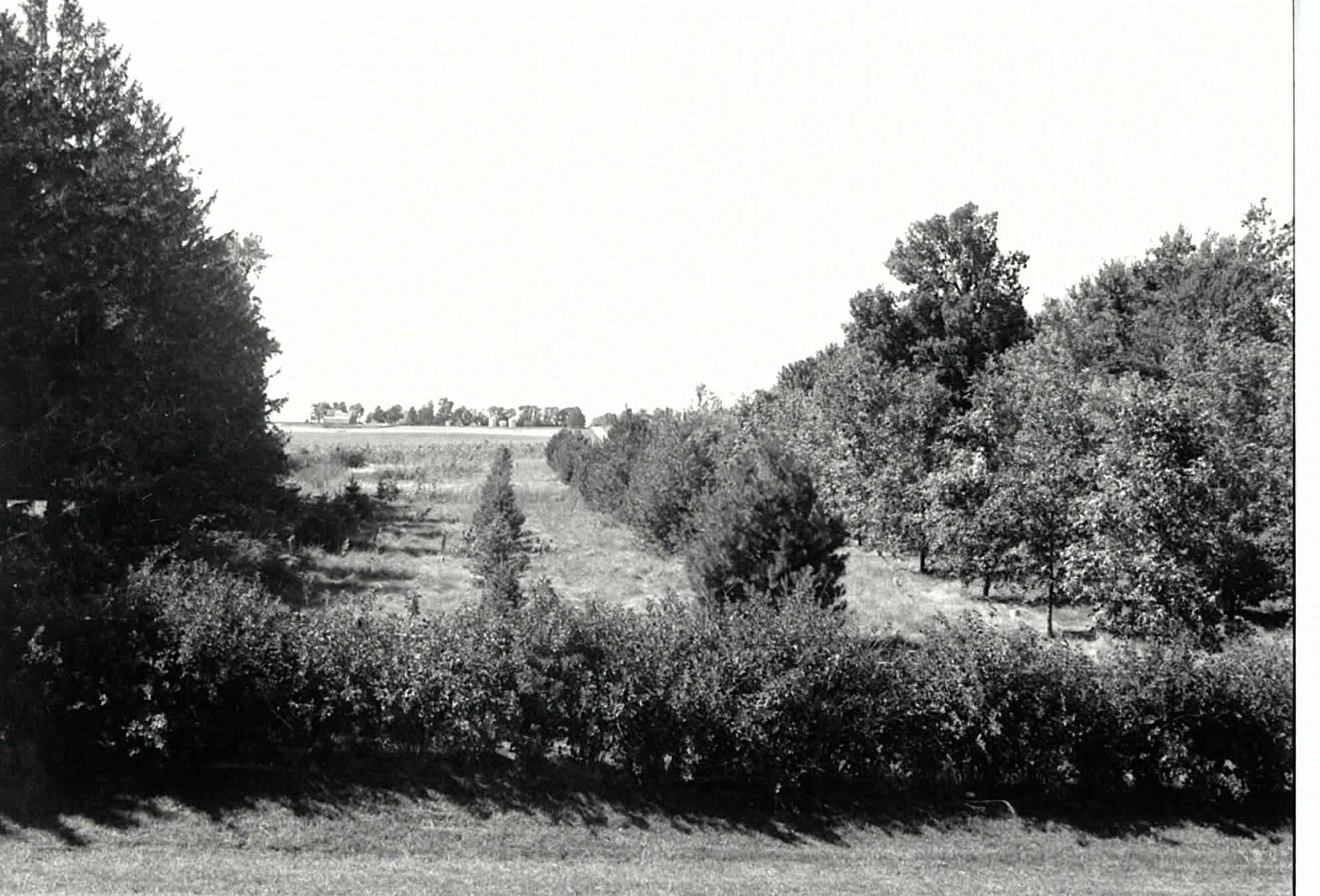 Shrubs and trees