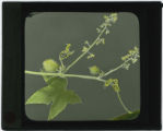 Echinocystis lobata (Wild balsam apple)