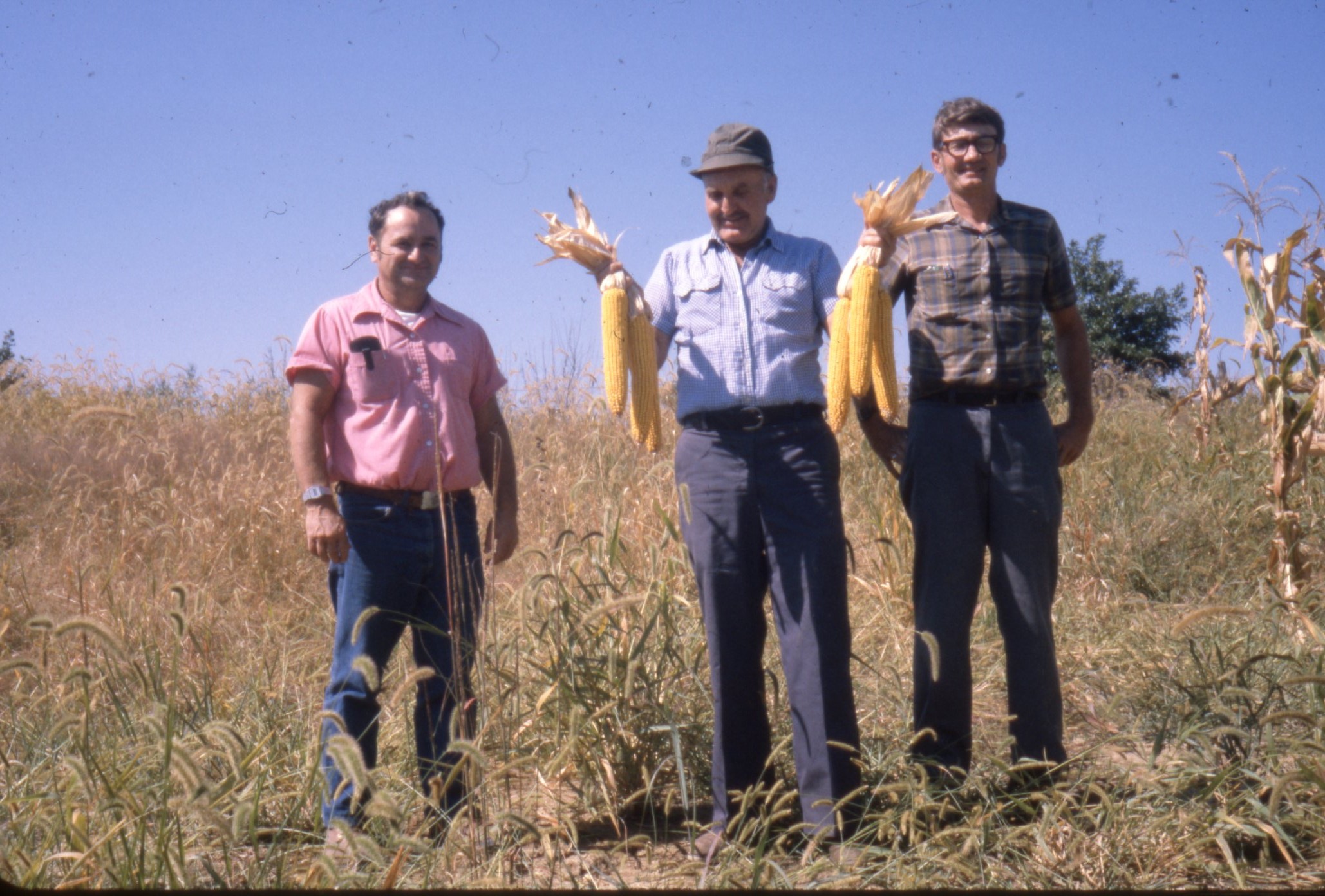 Three Unidentified Men Stand in Tall Grass, Two Holding Ear of Corn