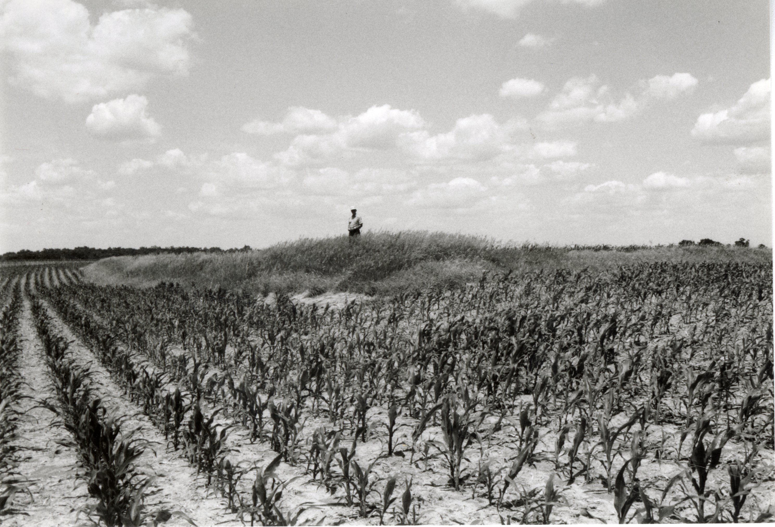 Man stands in grass next to spindly corn