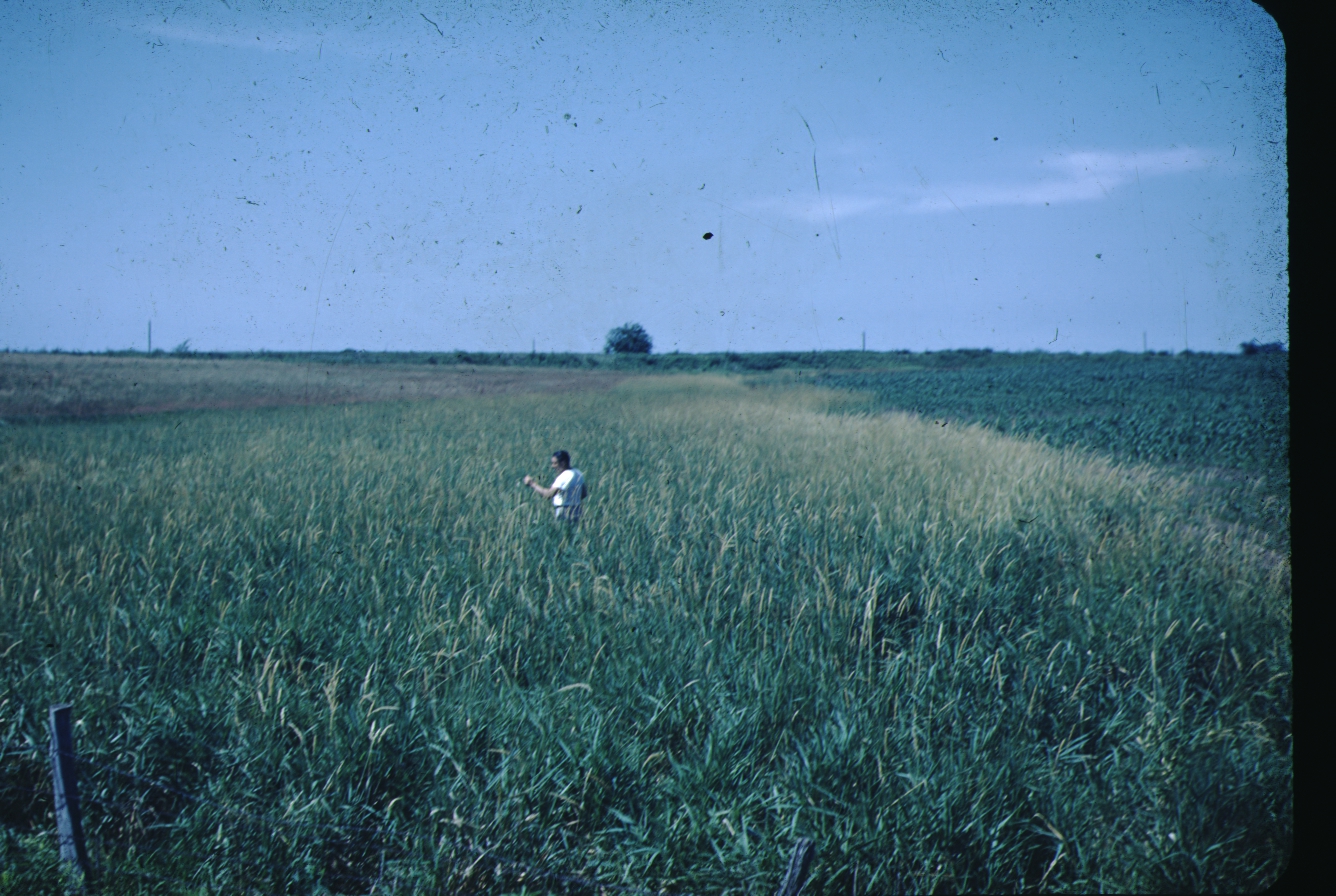 Reed grass waterway on R. Bailey's farm.