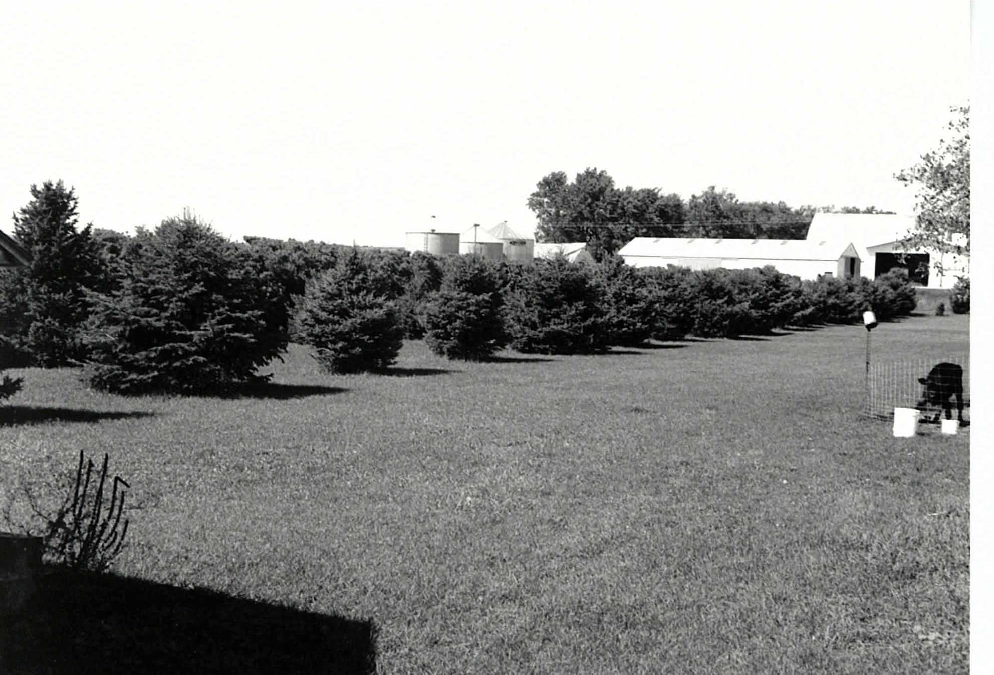 Rows of evergreens