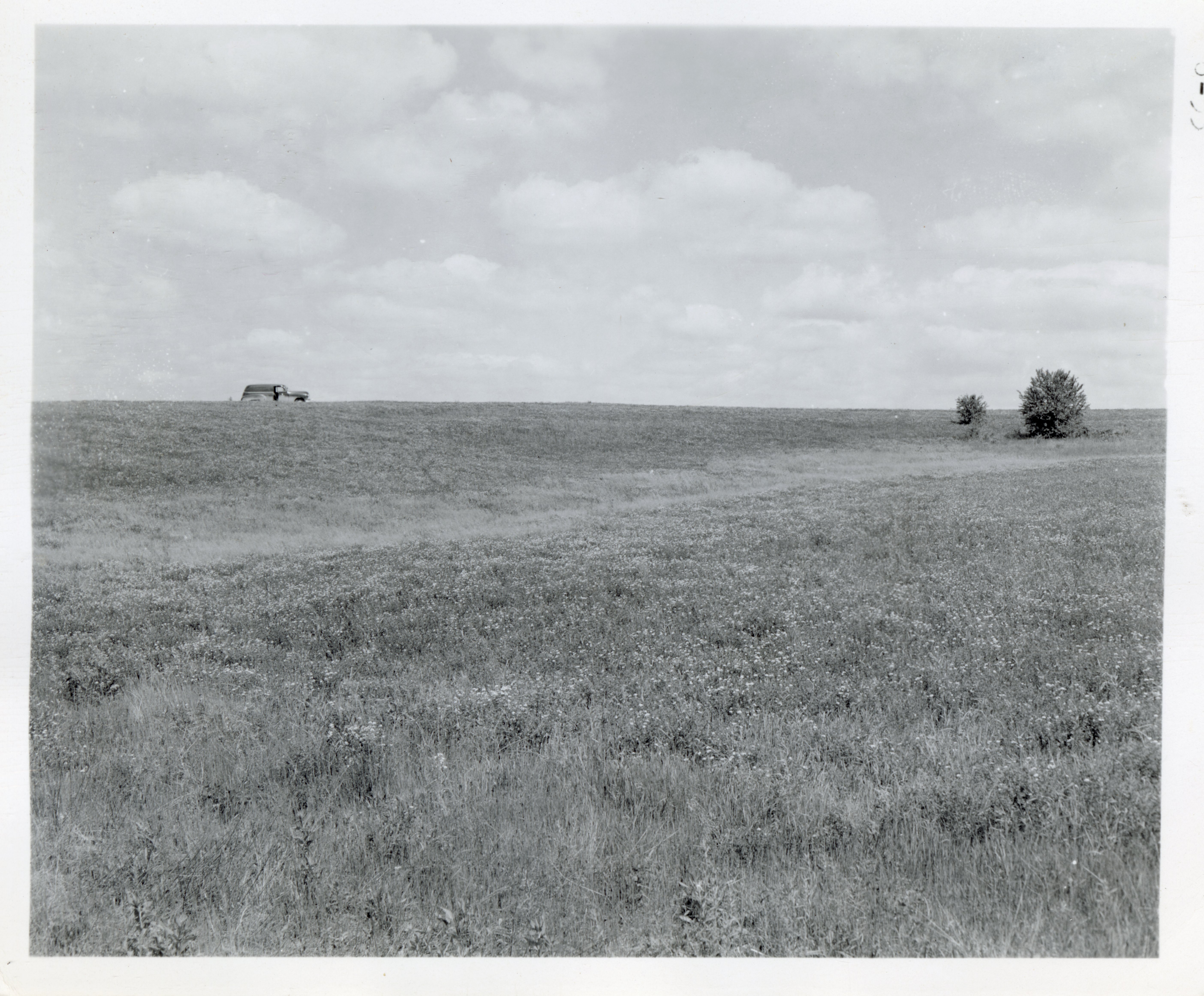 Van parked on Top of Grassy Pasture with  two Shrub Trees